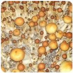 Псилоцибиновые (галлюциногенные)  грибы Psilocybin "Golden Teacher" в Шумихе