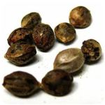 Семена марихуаны АК-47  (Seeds AK-47) в Шумихе